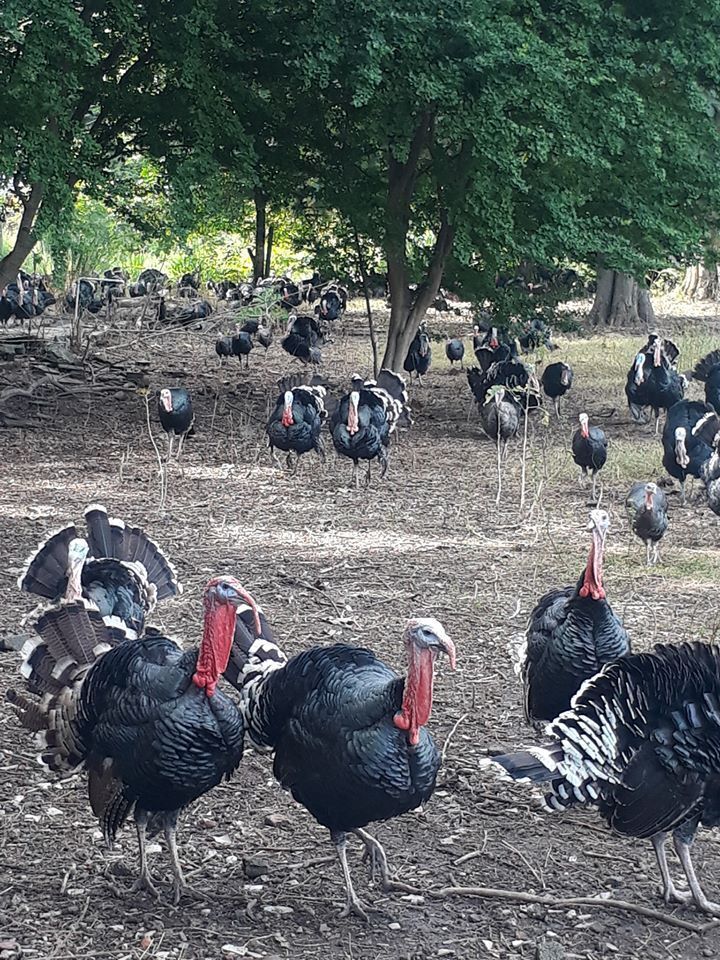 Whole Turkey Pasture-fed (frozen, raw) 8KG+